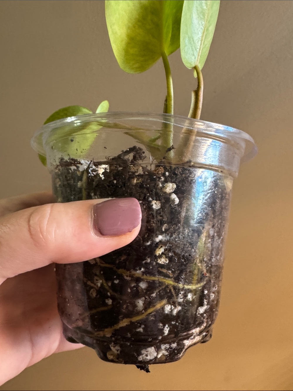 Philodendron Painted Lady - Rooted - Picture 6 of 6